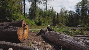 How Our Tree Care Process Works  in  Cameron Park, CA