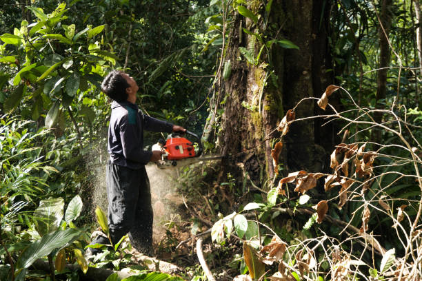 Cameron Park, CA  Tree Services Company