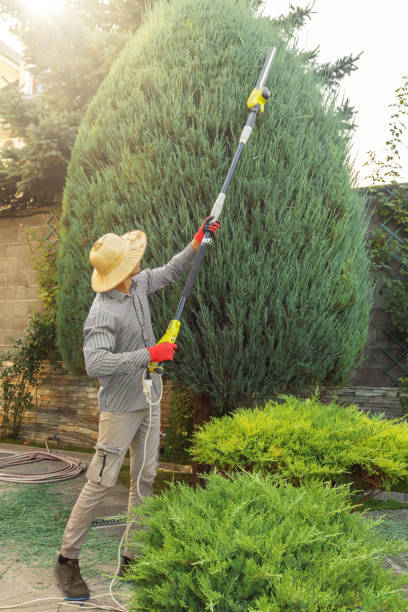 Best Storm Damage Tree Cleanup  in Meron Park, CA